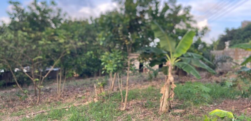  Walled and gated 3 plot of land inside Springfield peduase for sale