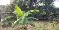  Walled and gated 3 plot of land inside Springfield peduase for sale