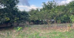  Walled and gated 3 plot of land inside Springfield peduase for sale